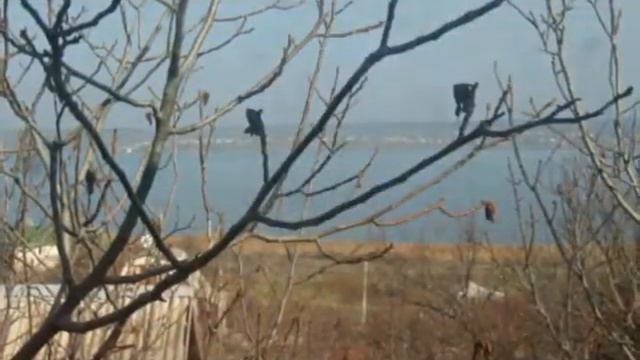 Породам дачу! смотреть онлайн