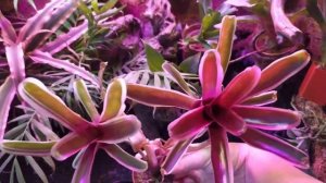 Палюдариум/флорариум сделала своими руками