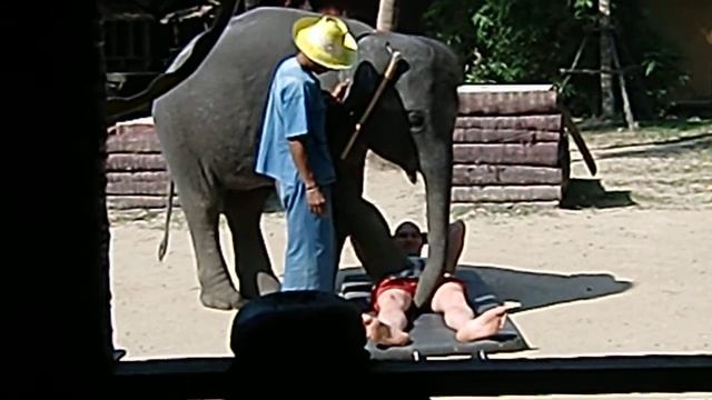 Тайский Массаж) Elephant blow job - Массаж слона в Таиланде, остров Пхукет. смотреть онлайн