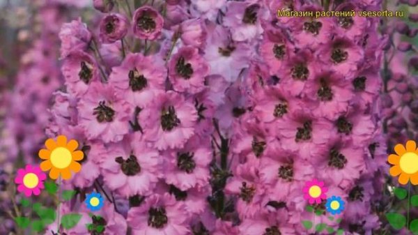 Дельфиниум высокий Дуск Майден. Краткий обзор, описание delphinium elatum Dusky Maidens