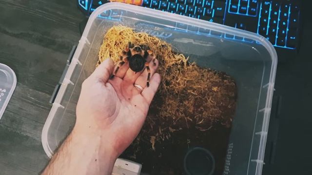 Паук-птицеед: Брахипельма смити, Brachypelma smithi смотреть онлайн