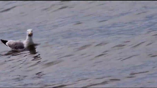БАЙКАЛ Новый Энхалук 09.08.2023🌊 ))) смотреть онлайн
