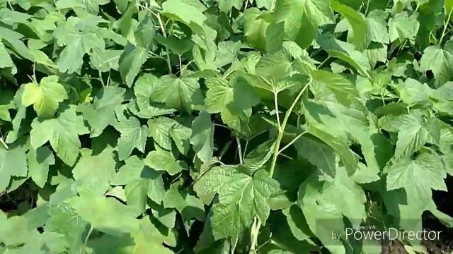 Обзор саженцев с ЗКС///Результат перевалки в 2 х литровый контейней смотреть онлайн