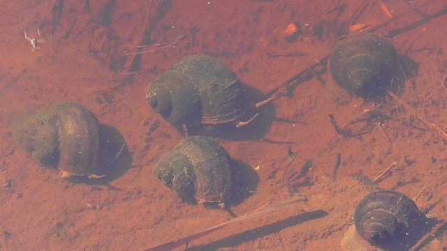 Неторопливое стадо улиток на реке Бужа п. Тасино