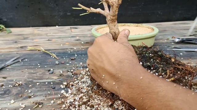 Ficus Virens Bonsai | white Fig | Indian Bonsai Zone , July 2021 смотреть онлайн