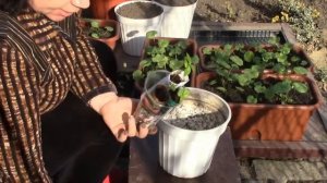 Бальзамин вытянулся.Спасаем бальзамин.#бальзамин #выращивание #рассада  #бальзаминизсемян