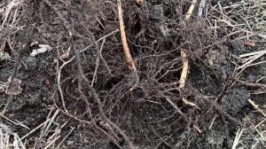 Размножение малины для чайников.