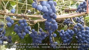 Виноград в Ленинградской области: посадка и уход