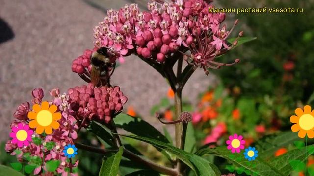 Ваточник мясо-красный. Краткий обзор, описание характеристик, где купить asclepias incarnata смотреть онлайн