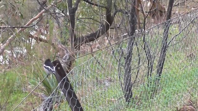 Scarlet Robin (Petroica boodang) смотреть онлайн
