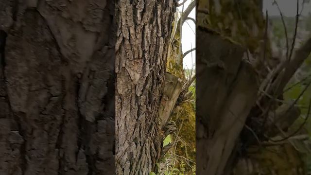 Усадьба Парк Ляхово 4.06.2023.Дерево упало на дорогу. смотреть онлайн