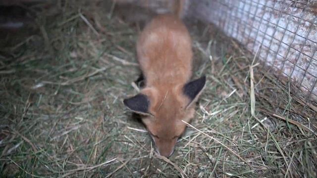 ДНЕВНИК ЛИСЫ. Как радуется и пищит лисенок смотреть онлайн