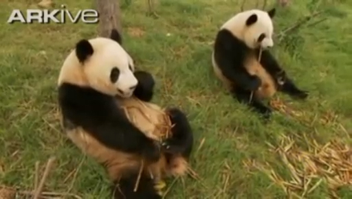 Giant Pandas Feeding On Bamboo смотреть онлайн