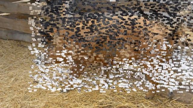 Разведение свиней породы мангал как бизнес идея | Свиньи породы мангал | Свиньи мангалы смотреть онлайн