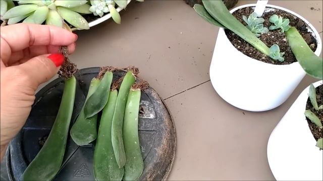 Primeiras Mudas Da Echeveria Green Light E Jardinagens De Inverno.