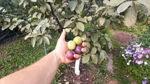 Ренклод Тамбовский обзор сорта, слива Утро. Ранние сорта слив в моем саду.