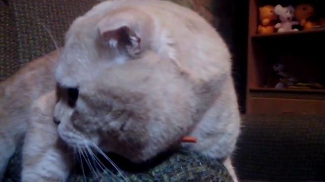 Как ухаживать за котом смотреть онлайн