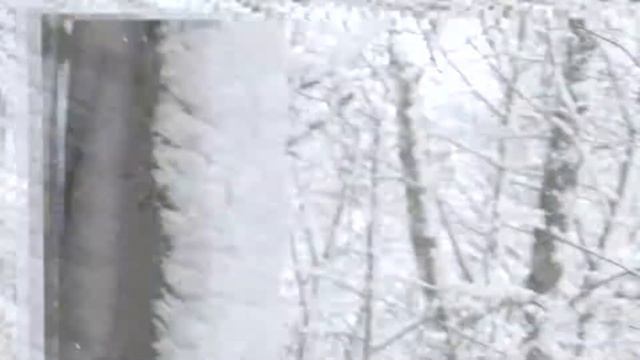 Гуляю с собакой в зимнем лесу смотреть онлайн