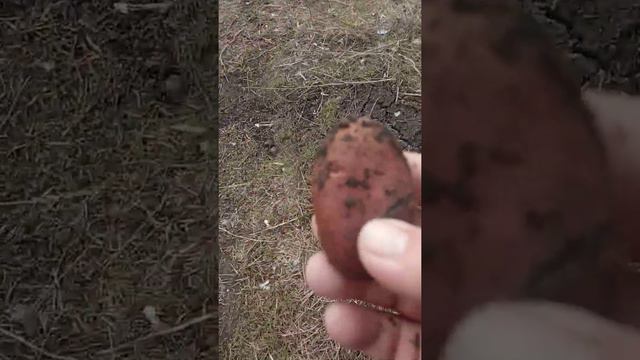 Как пророс и сохранился картофель посаженный в зиму при минус 27,выводы весной смотреть онлайн