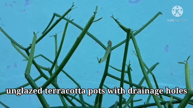 PENCIL CACTUS PLANT CARE MALAYALAM 