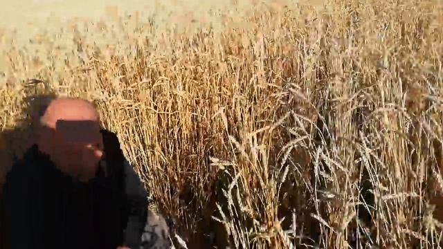 Определение (расчет) биологической урожайности в поле смотреть онлайн