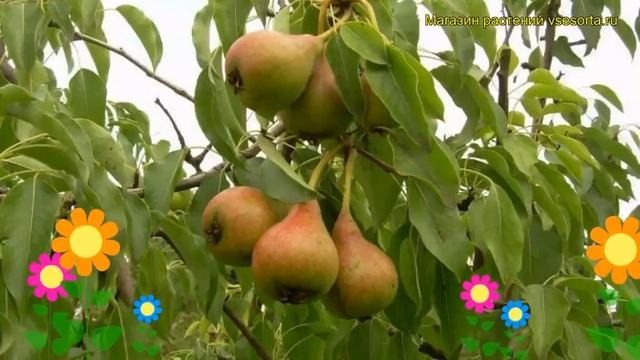 Груша обыкновенная Россошанская ранняя. Краткий обзор Pyrus Communis Rossoshanskaia Ranniaia