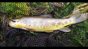 #273 | Форель | Китайский стеклянный спиннинг | Подсак для мормо | Кульбит через голову |