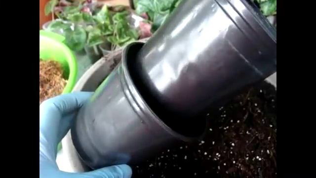 Цикламен (Cyclamen) Цикламены- уход в домашних условиях. О грунтах, поливе, горшках.(часть 2) смотреть онлайн