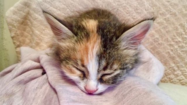 Парень пнул КОТЕНКА ногой, он даже не ПОШЕВЕЛИЛСЯ.. смотреть онлайн