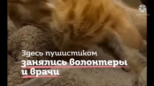 Он не мог ходить... Лапки крохи не шевелятся... Малыш старается встать, но у него не получается смотреть онлайн