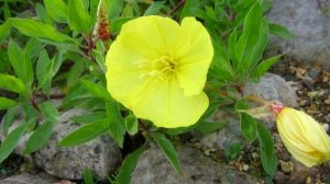 Как Выращивать Энотеру Многолетнюю из семян а также ВСЁ о Посадке и Уходе