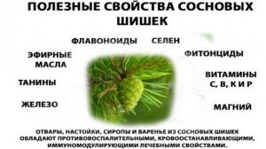 ОТВАР из СОСНОВЫХ ШИШЕК!!! РЕЦЕПТ ЛЕЧЕБНОГО ЧАЯ!!!