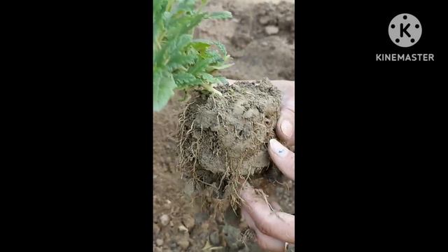 VERBENA PLANT REPOTTING || वर्बेना रिपोटिंग || HOW TO REPOT VERBENA смотреть онлайн