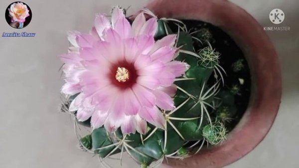 Cactus flower/ Coryphantha elephantidens/ Cactus care tips