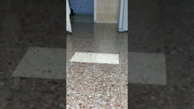 Кошачья дрессировка 2