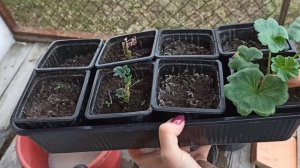 Почвенные вредители/Как избавиться от них в комнатных растениях