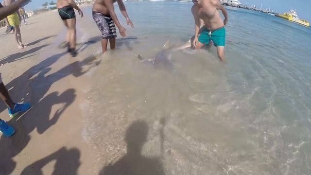 Случайный гость на пляже в Хургаде.Акула немного напугала отдыхающих!