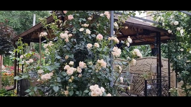 Purple Splash,Palais Royal,Giardina,Orange Meillandina,Teasing Georgia, Elfe,Rosarium Uetersen смотреть онлайн