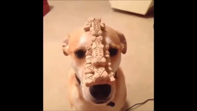 Funny animals part 8 /// Прикольные животные часть 8 смотреть онлайн