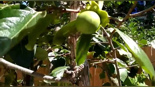 #Хурма. Вы это знали ?Интересные факты про хурму. смотреть онлайн