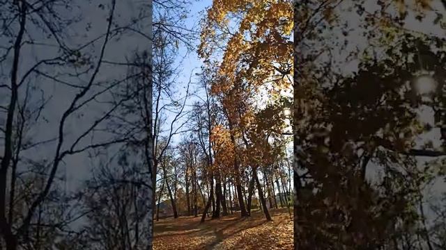Листопад! Наблюдения! смотреть онлайн