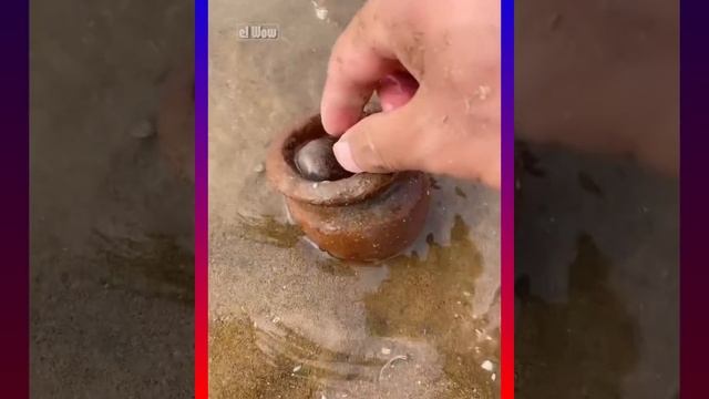 Catching Seafood ?? Fish, Clam, Octopus, Crab, Shrimp (Fishing Videos) Satisfying ASMR) #75 смотреть онлайн