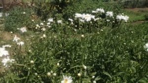 Нивянник (ромашка) "Аляска". Цветение, особенности данного сорта.