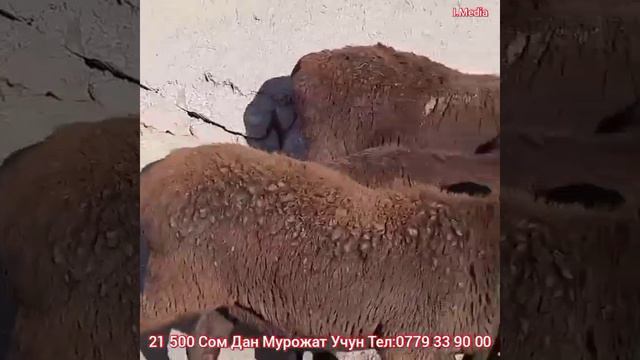 ТОЗЗА ГИЗАР БУГОЗ КУЙЛАР САТЫЛЫП КЕТТИ ZOR KABAR MEDIADAN смотреть онлайн