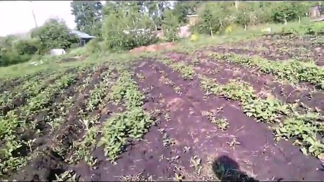 окучивание картошки смотреть онлайн