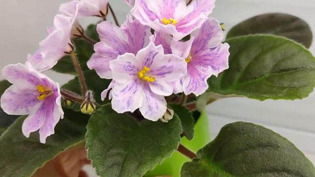 Фиалка химера Ness` Spring Blush смотреть онлайн