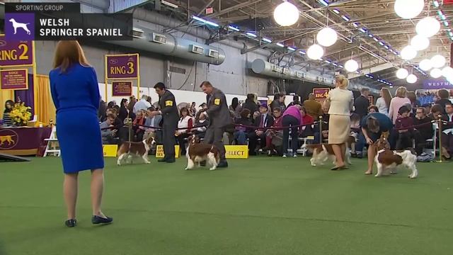 Spaniels (Welsh Springer) | Breed Judging 2020 смотреть онлайн