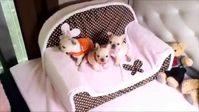 Бульдоги французские смотреть онлайн