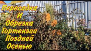 Пересадка и обрезка Гортензии поздней осенью. Перевалка годовалых Гортензий