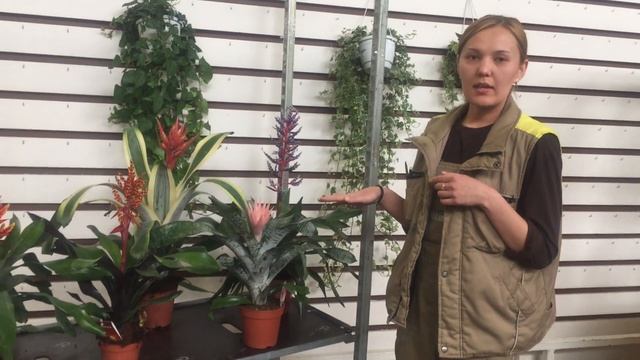 Веганская Кухня: Идеи и Рецепты